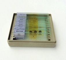 Prepared Micro Slide