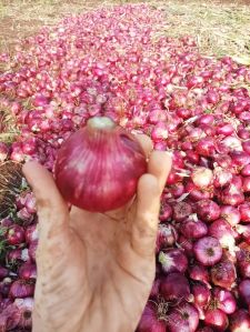 fresh red onion