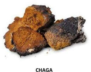 Dried Chaga Mushroom