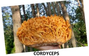 Dried Cordyceps Mushroom