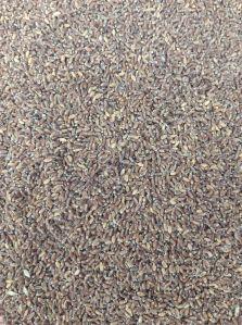 Organic Black Wheat seeds