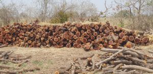 Acacia Wood Logs