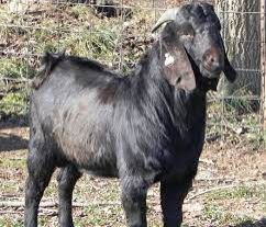 Live Osmanabadi Goat