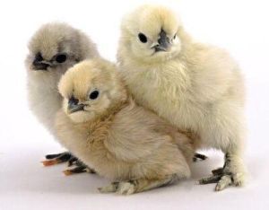 One Day Old Live Silkie Chicks
