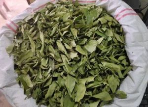 Dry Curry Leaves