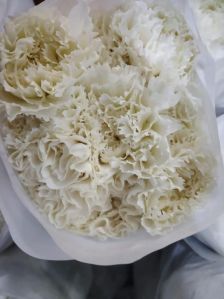 Fresh White Carnation Flower
