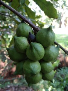 Macadamia grafted plants
