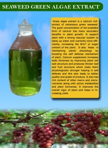 green seaweed algea extract