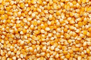 Maize B Grade