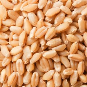 A Grade Wheat Seeds