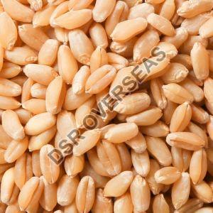 A Grade Wheat Seeds