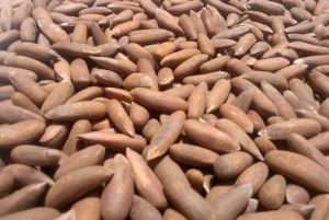 Chilgoza Pine Nuts