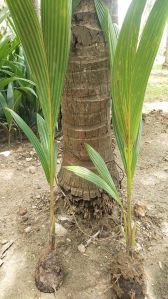 Bona Coconut Plant