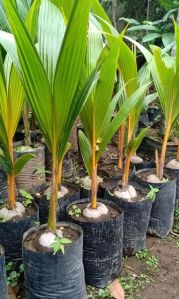 Golden Coconut Plant