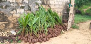 Green Lotan Coconut Plant
