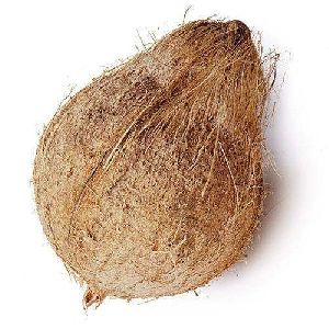 Semi husked Native Pollachi Coconut