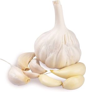 fresh garlic