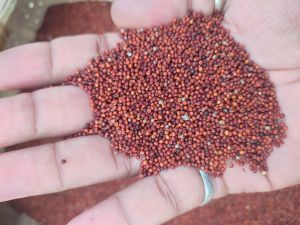 Finger Millet Seeds