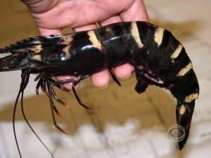 Black Tiger Shrimp
