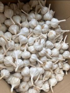 Organic Fresh Garlic, Packaging Size : 25kg