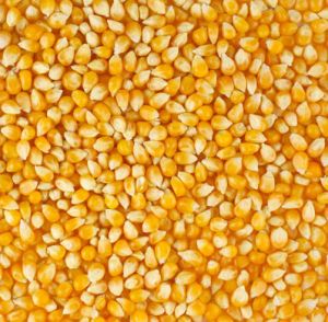 yellow corn pili makka maize