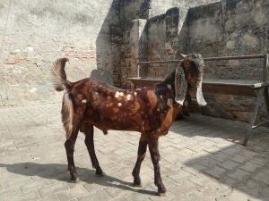 Sirohi Male Goat