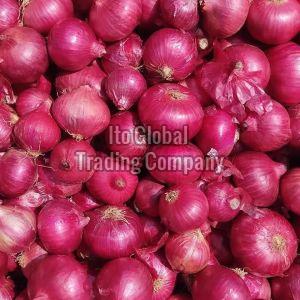 Organic Fresh Nashik Onion