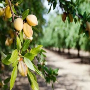 Almond Fruit Plant