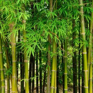 Balcooa Bamboo Plant
