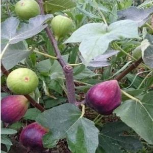 Brown Turkey Fig Plant