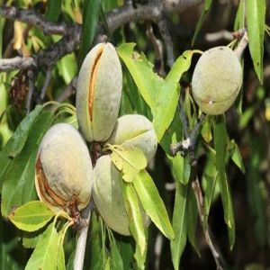 California Almond Plant