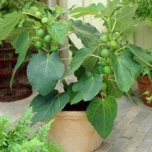 Diana Fig Plant