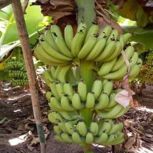Grand Nain Banana Plant