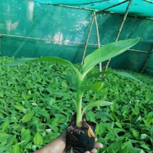 Green G9 Tissue Culture Banana Plant