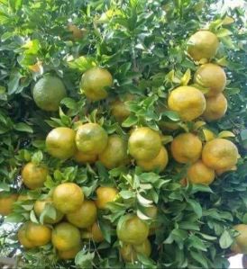 Hybrid Orange Plant