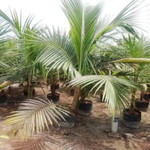 Kerala Coconut Plant