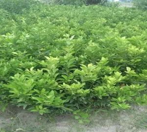 Kumbhkat Lemon Plant