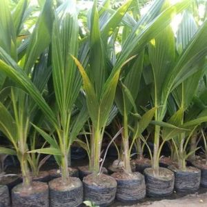 Lakshaganga Coconut Plant