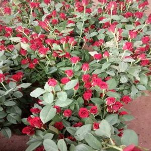 Mirabel Rose Plant