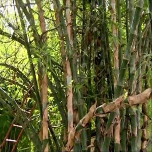 Nutan Bamboo Plant
