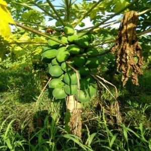 Organic Taiwan Papaya Plant