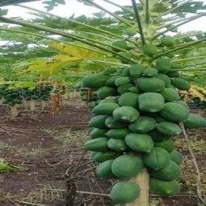 Red Lady Papaya Plant