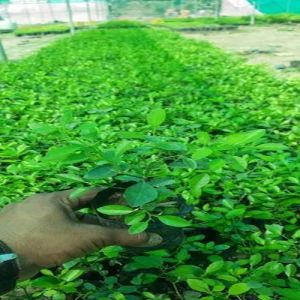 Sai Sharbati Lemon Plant