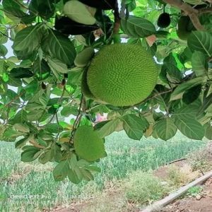 Thai Baramasi Jackfruit Plant