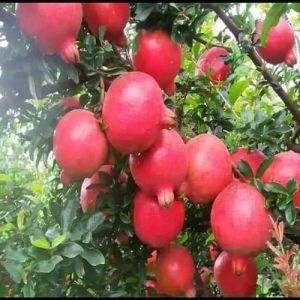 Tissue Culture Bhagwa Pomegranate Plant