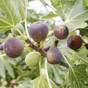 Turkey Brown Fig Plant