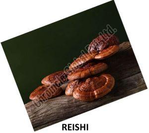 Dried Reishi Mushroom