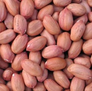 Groundnut