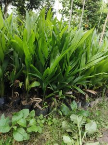 arecanut plant (Tambul)