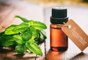 Peppermint Oil 